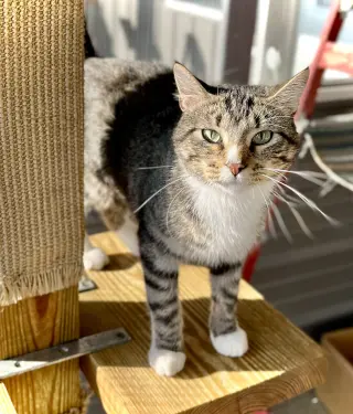 Dolly Purrton