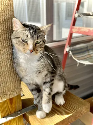Dolly Purrton