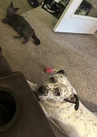 Pointer Poppy