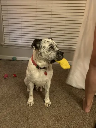 Pointer Poppy