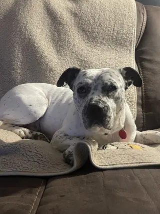 Pointer Poppy