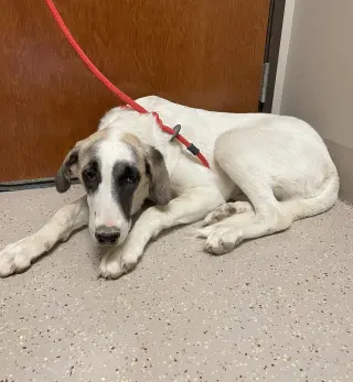 Honey Bunch