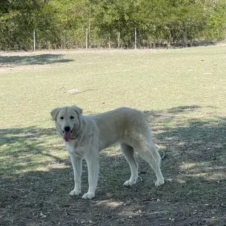 Bibi