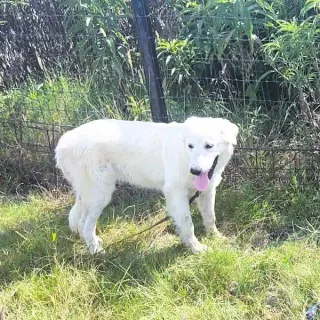 Bibi
