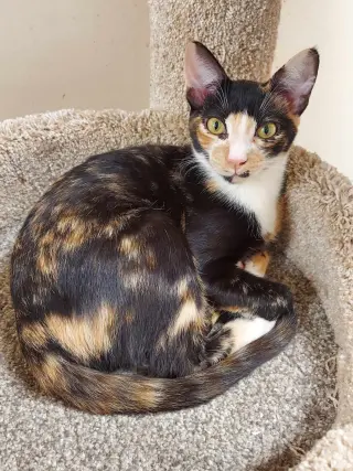 BELLATRIX