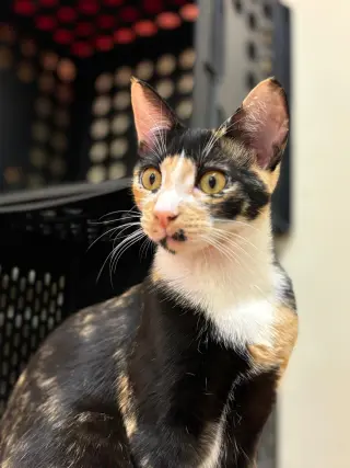 BELLATRIX