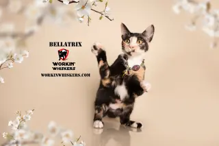 BELLATRIX
