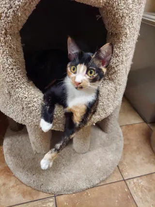 BELLATRIX