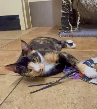 BELLATRIX