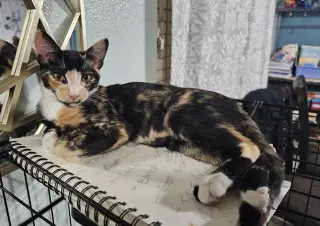BELLATRIX