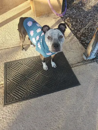 BONNIE #4