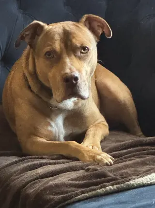 ROCKO
