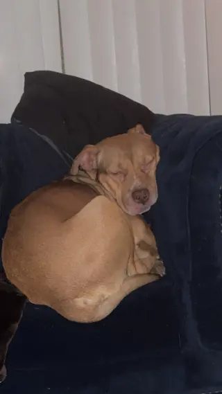 ROCKO