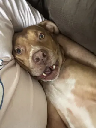 ROCKO