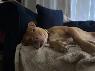 ROCKO