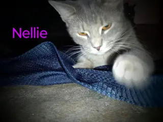 zz "Nellie" courtesy post