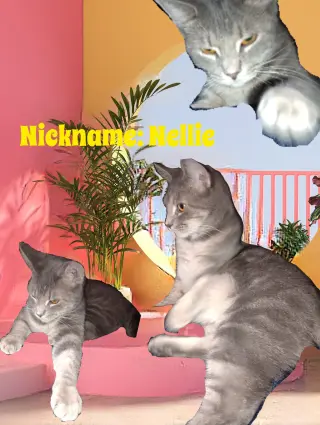 zz "Nellie" courtesy post
