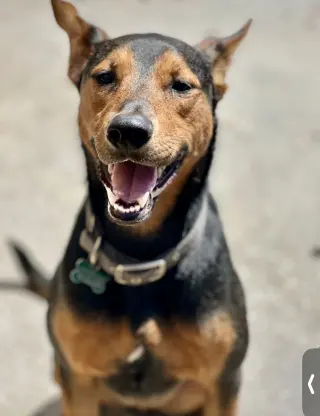 Ziggy