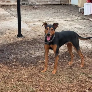 Ziggy