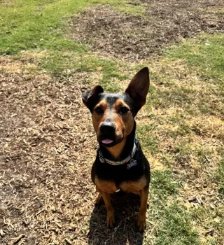 Ziggy