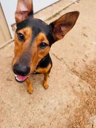 Ziggy