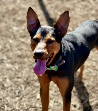 Ziggy