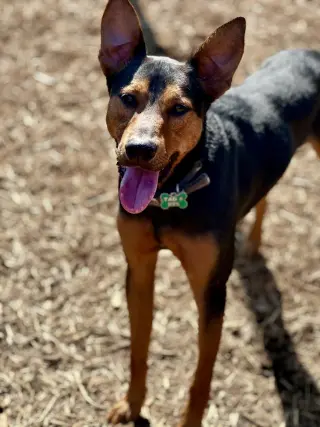 Ziggy