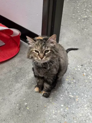 Petunia