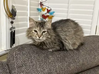 Petunia