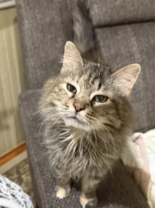 Petunia