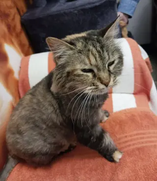 Petunia