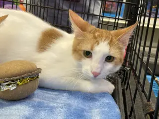 Elliott
