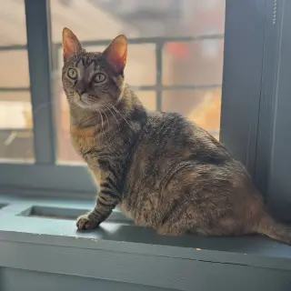 Coco