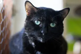 Cadbury