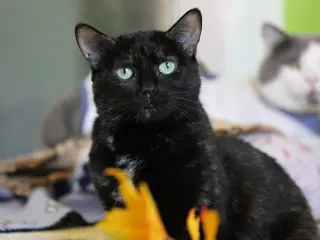 Cadbury