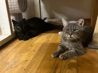 Elmer (FIV+)
