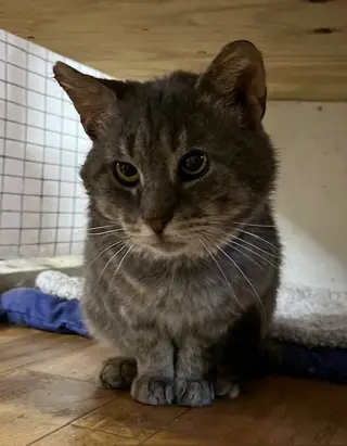 Elmer (FIV+)