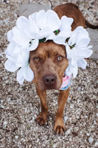 Penny
