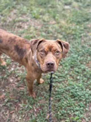 Penny
