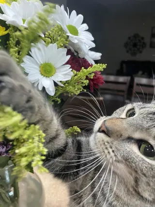 Wildflower