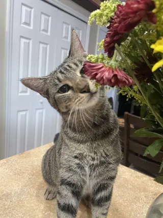 Wildflower
