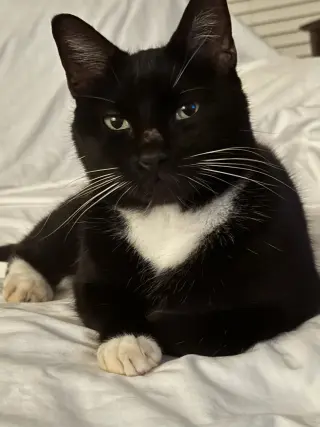 Oreo
