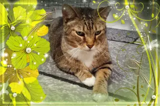 Roscoe