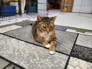 Roscoe