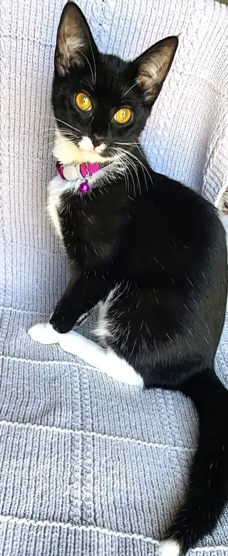 KITTEN MARS