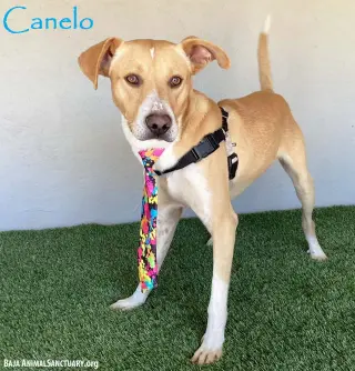 Canelo
