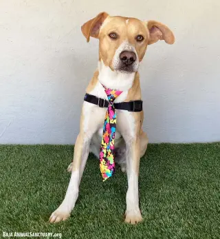 Canelo
