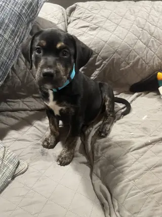 Charlie