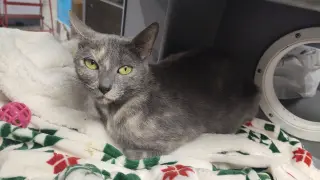 Frida