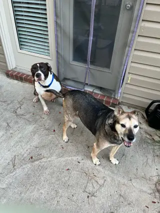 Duke